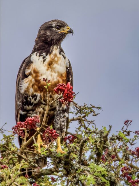 Jackal Buzzard - Adds Elephant Park Port Elizabeth by Rob Carrington-Porter