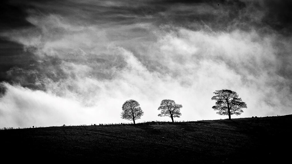 Three Trees by Ian J Simpson
