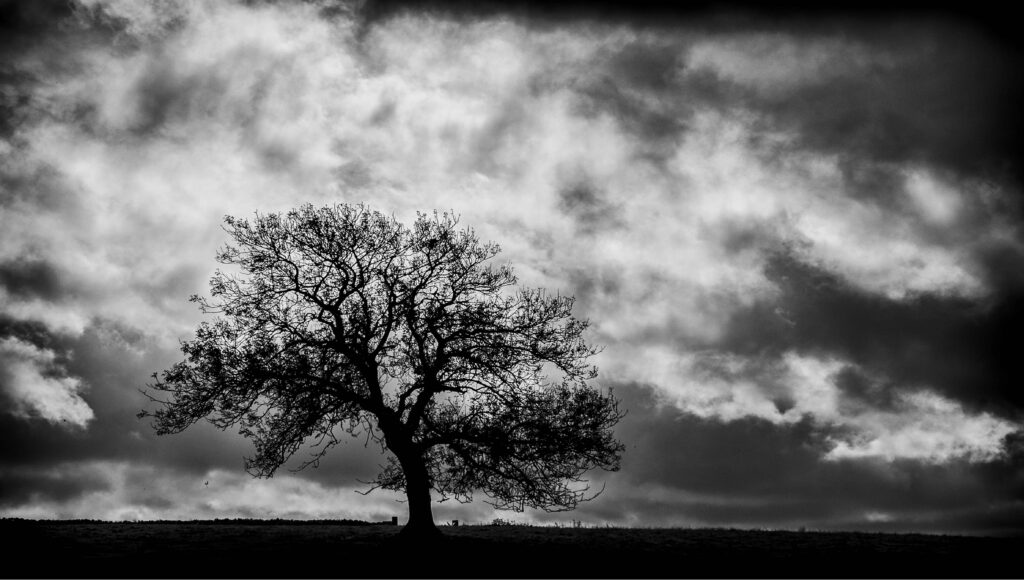 Tree by Ian J Simpson