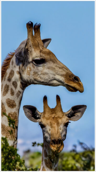 Walking with Giraffes by Rob Carrington-Porter