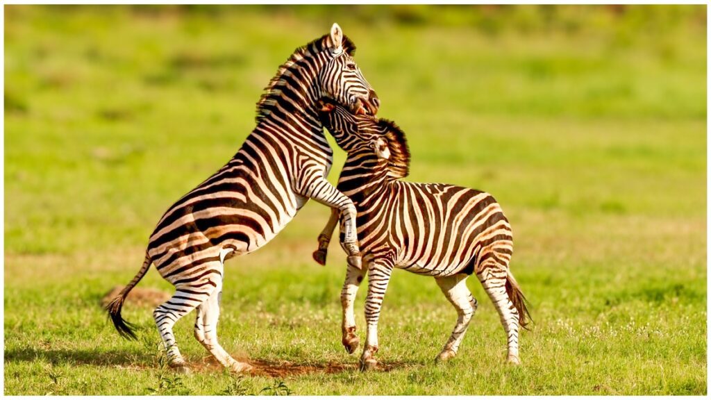 Zebras Playing by Rob Carrington-Porter